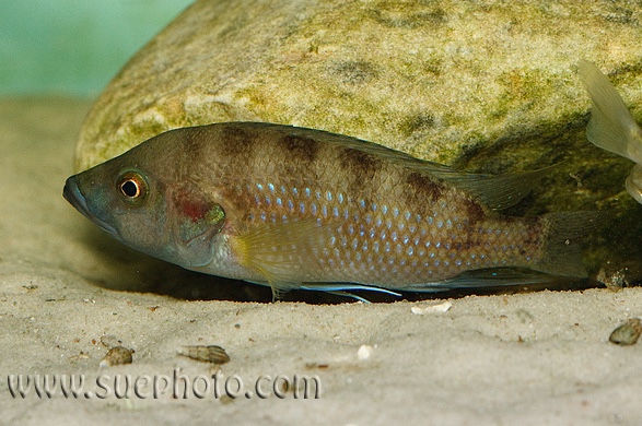 Trematochromis benthicola 'Chituta Bay'